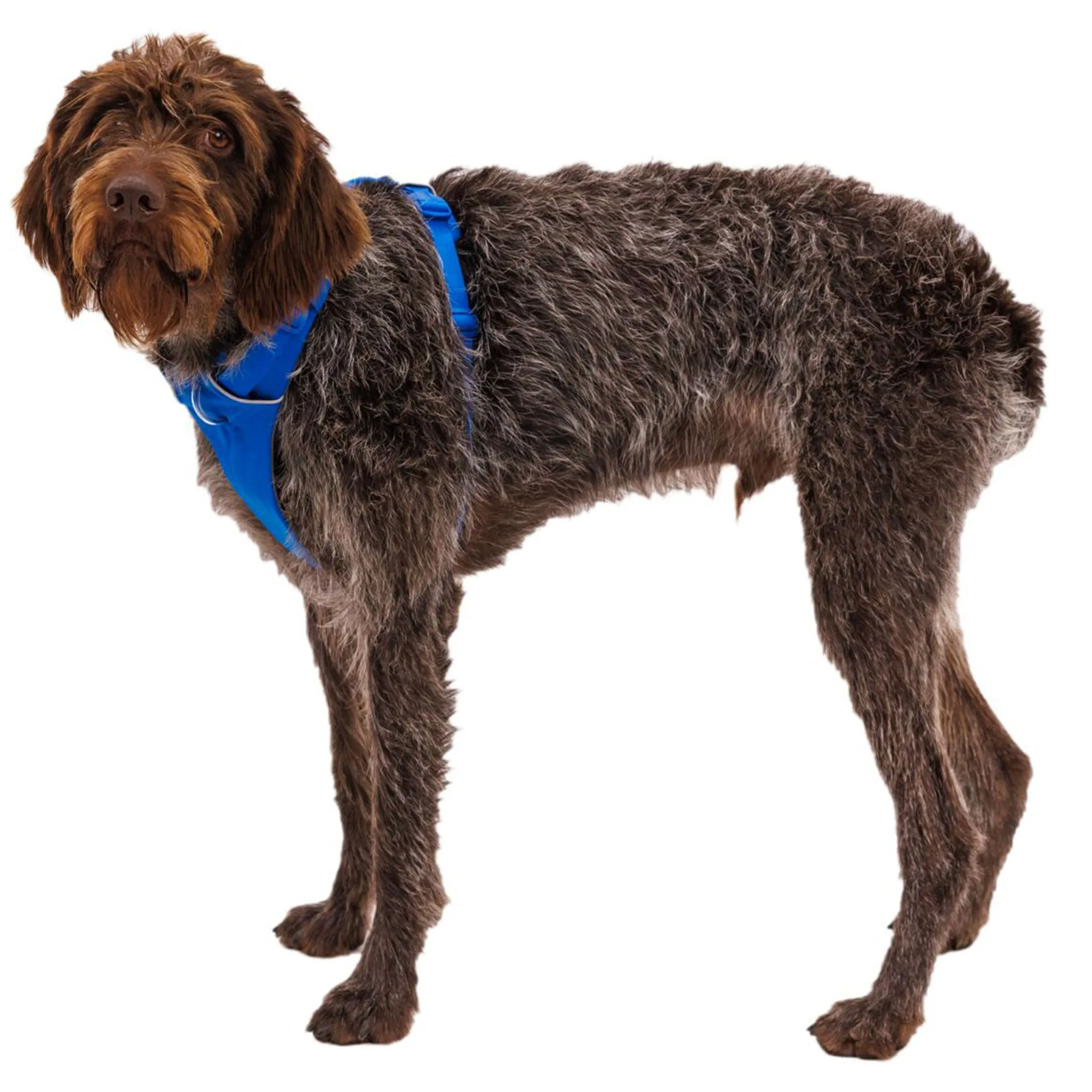 Ruffwear Front Range Harness - Blue Pool